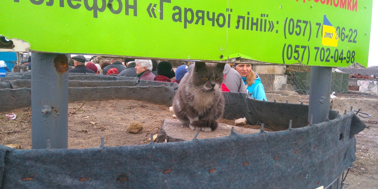 Henry, the Checkpoint Cat's Life Lesson