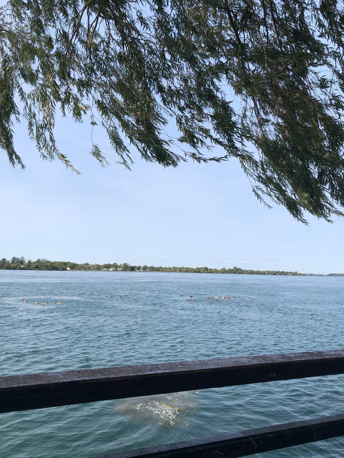 Geese bob along on the surface of the river, with the branches of a tree waving overhead