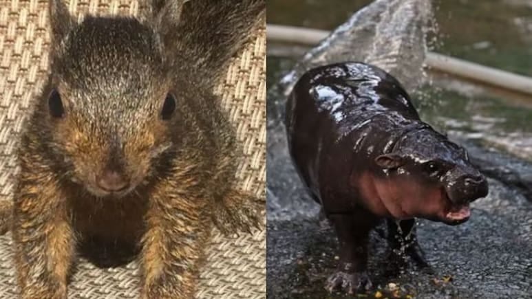 From Peanut To Moo Deng, A Look At Internet's Favourite Celebrity Animals From Peanut To Moo Deng, A Look At Internet's Favourite Celebrity Animals