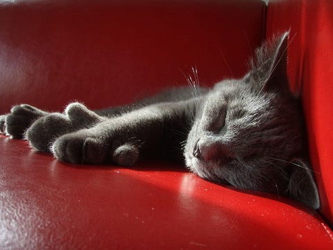 Polydactyl_Cats Polydactyl_Cats