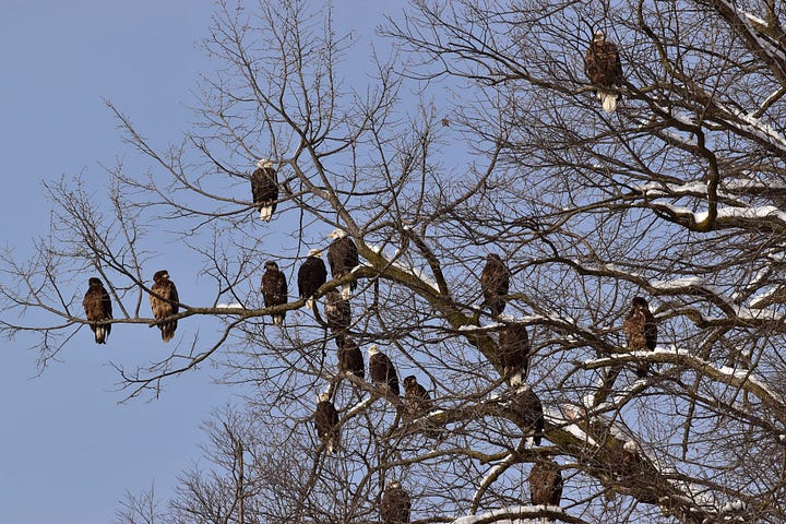 Four photos of bald eagles, some adult and one juvenile. One photo shows about 20 eagles sitting on the branches of a tree in the winter.