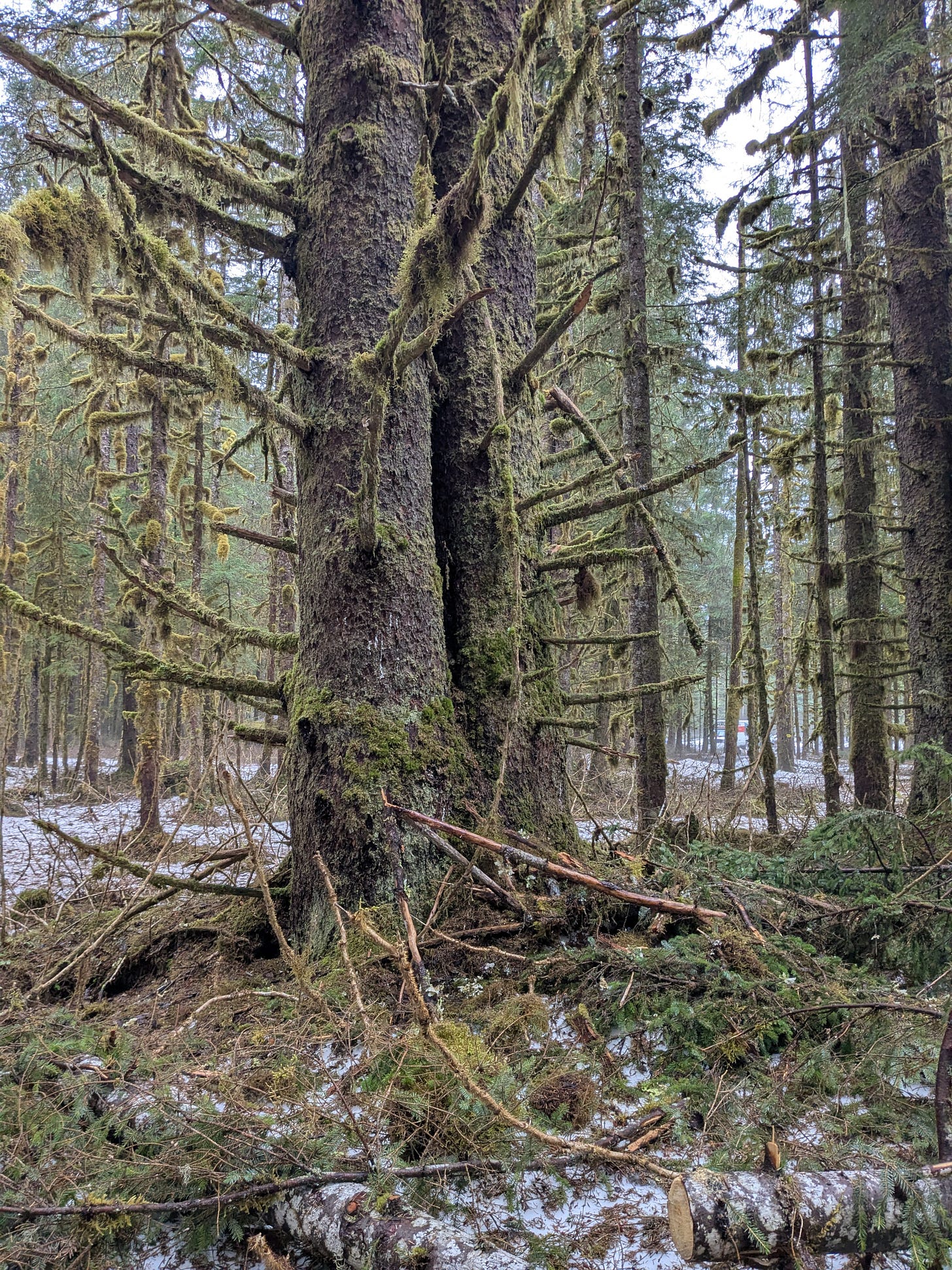 Two large trees in an Alaskan rainforest with piles of moss on their short branches and at their trunks. The ground still has snow on it.