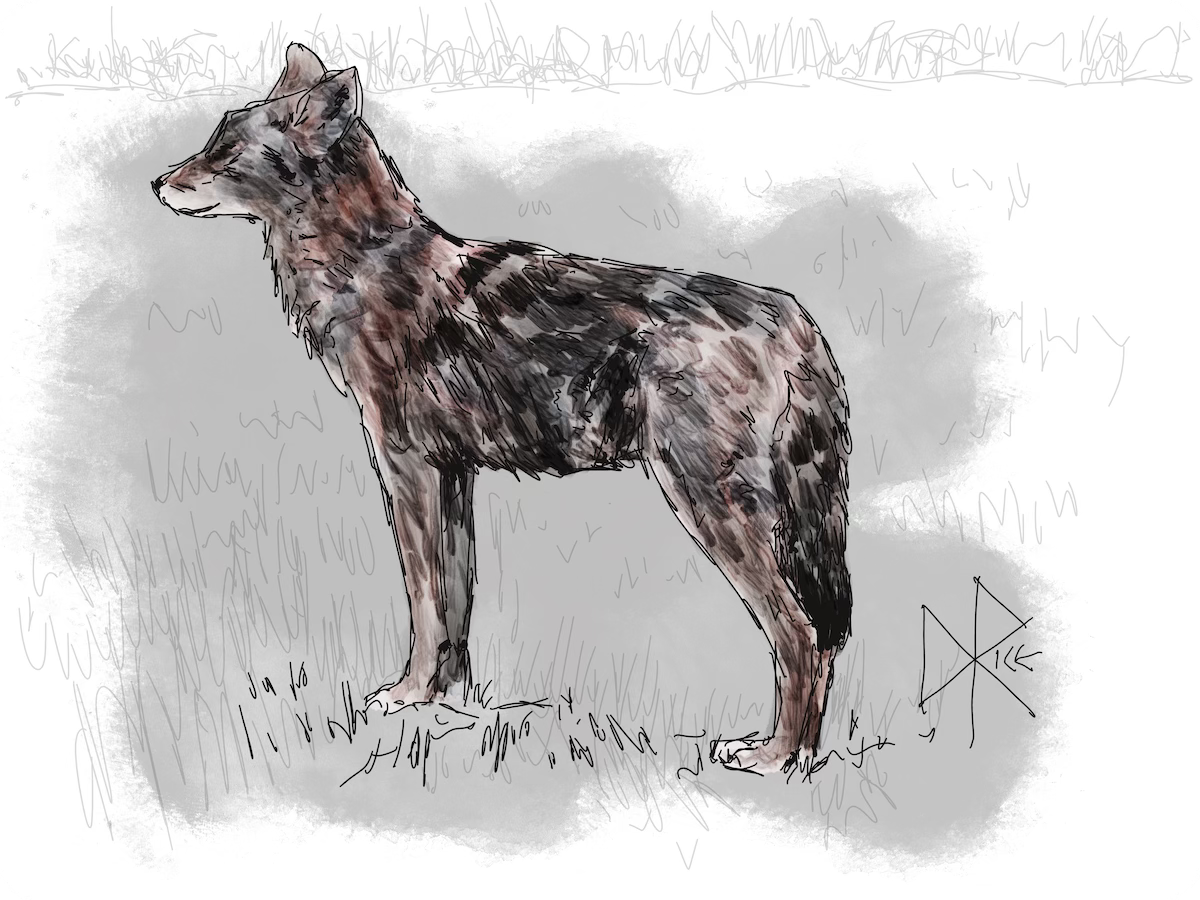 A wolf stands in a field, head up and looking into the distance. Sketch art by Don Rice.