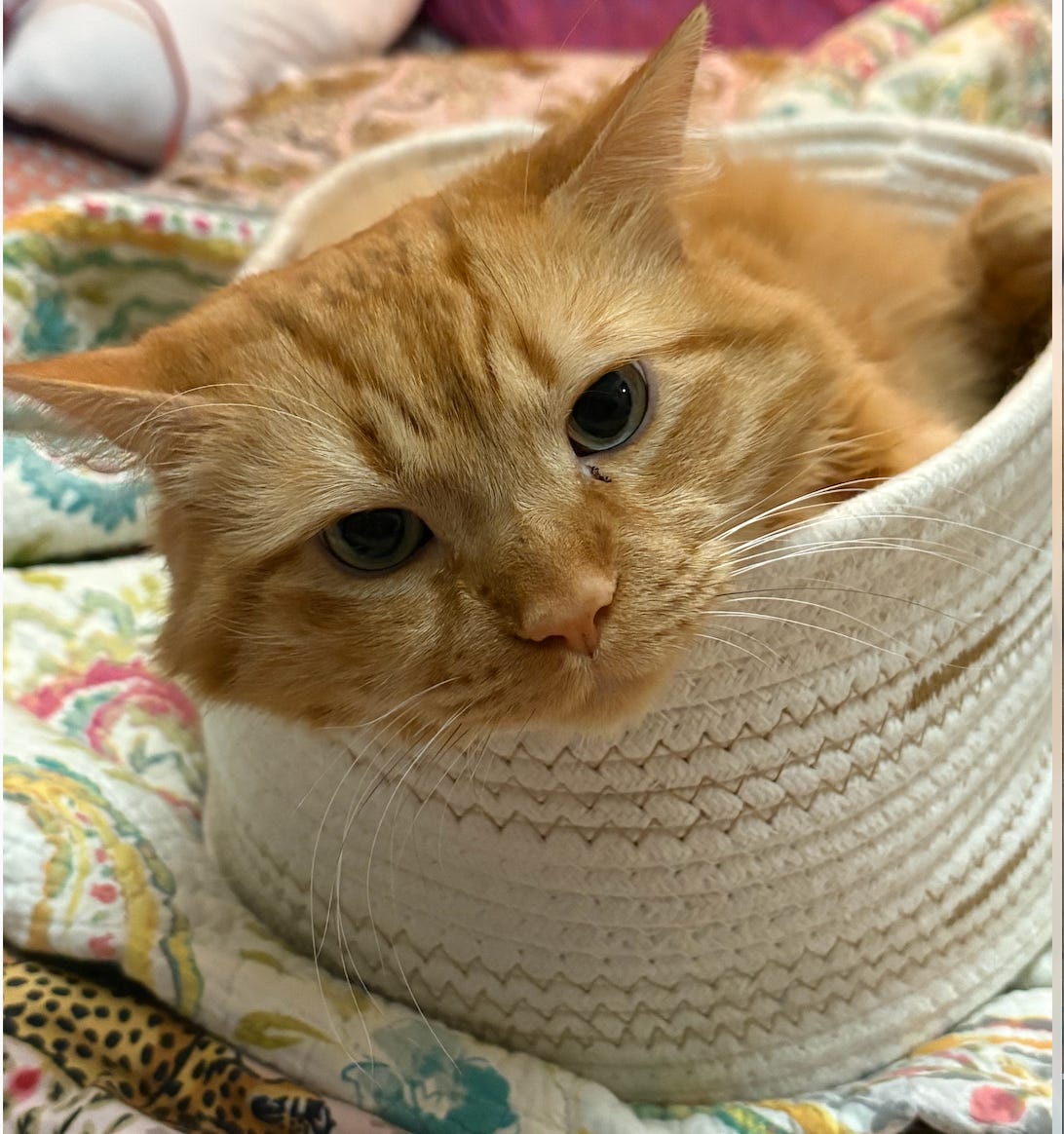 huge orange kitty stuffed in large basket; head poking out curiously