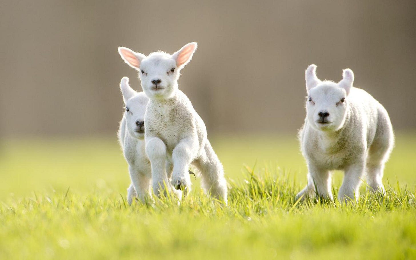 Spelende lammetjes in het weiland bij Burgum. FOTO MARCEL VAN KAMMEN