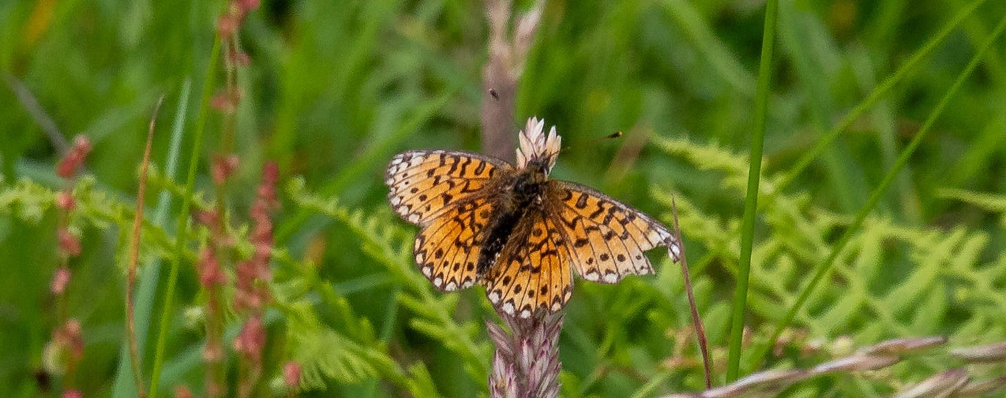 Small Pearl-bordered fritillary seen on 8/7/25 on the proposed access road route © Felicity Martin Small Pearl-bordered fritillary seen on 8/7/25 on the proposed access road route © Felicity Martin