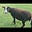Wool on the Waterways's avatar