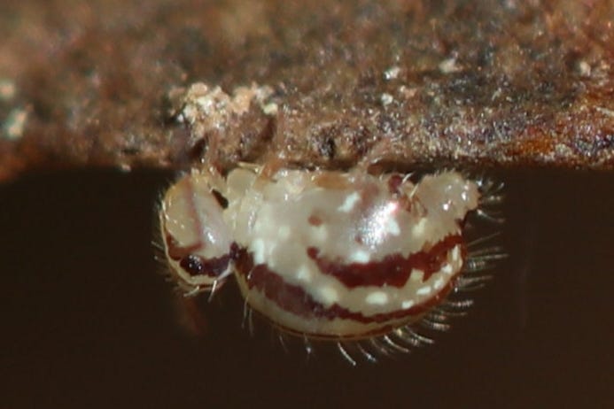 A macro close-up of a white and brown-striped round springtail, shown in profile, hanging upside down on a rocky surface
