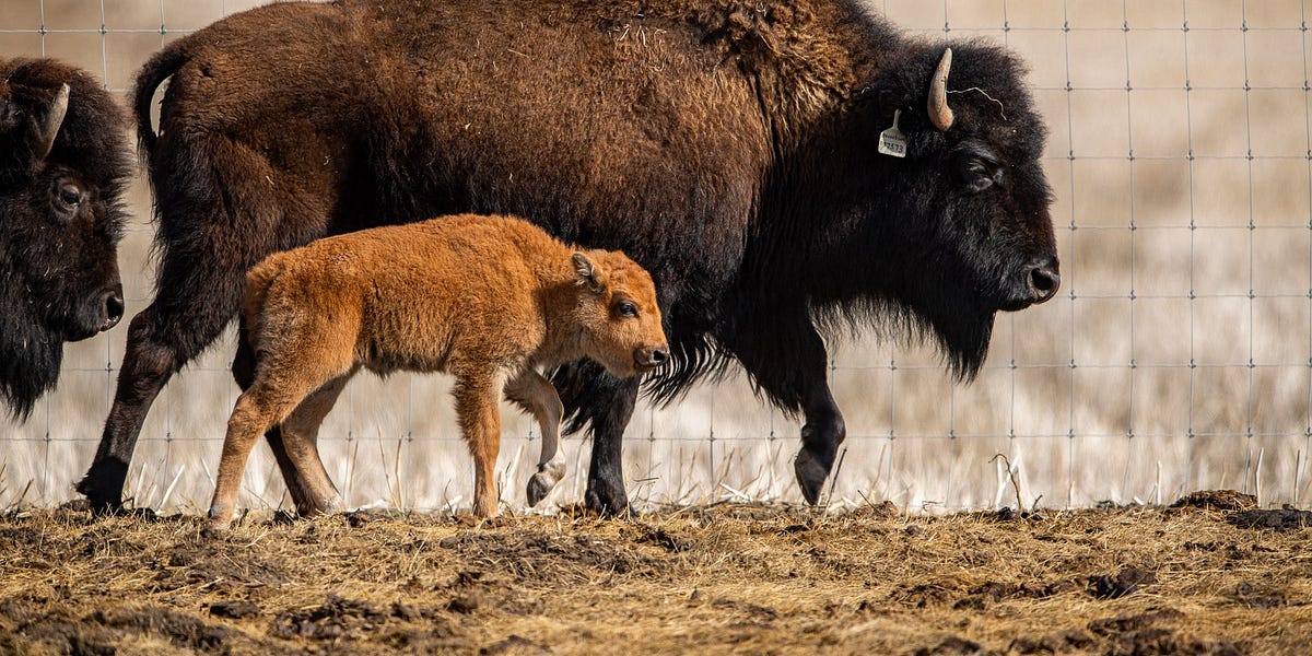 Featured image for Thundering Ahead: The Story Of Wanuskewin & The Northern Plains with Dr. Ernest Walker | 04