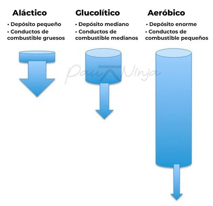 tipos de energía del cuerpo