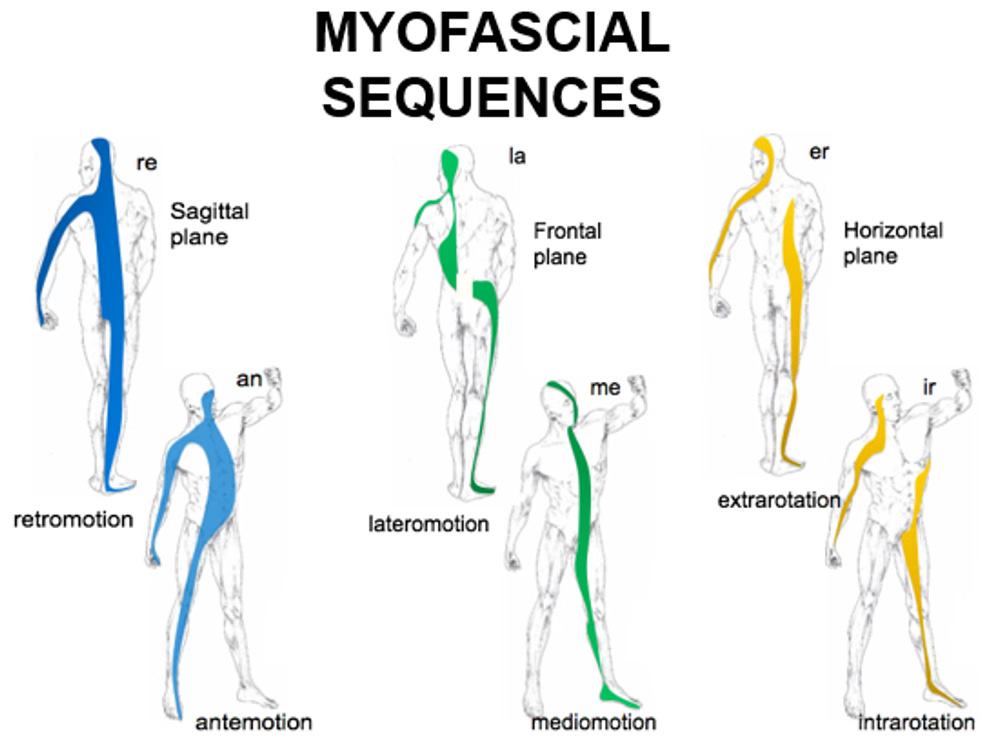 A diagram of fascial lines A diagram of fascial lines
