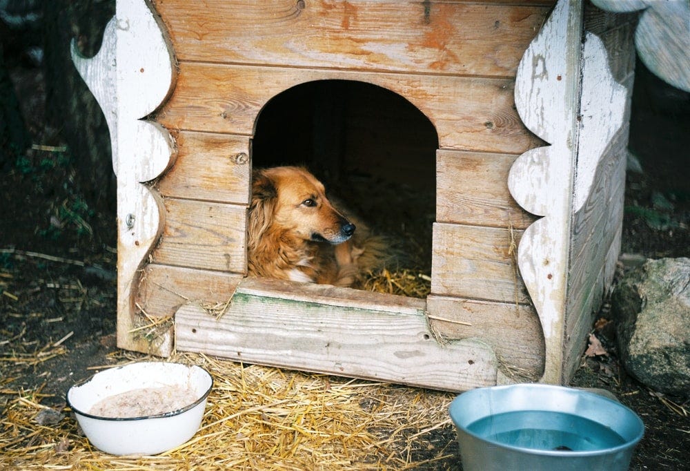 brown long coated dog in brown wooden pet cage brown long coated dog in brown wooden pet cage