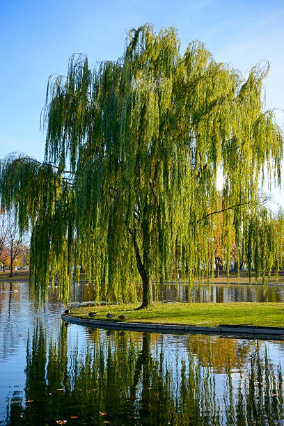 7,000+ Weeping Willow Stock Photos, Pictures & Royalty-Free Images - iStock  | Weeping willow tree, Weeping willow illustration, Weeping willow night