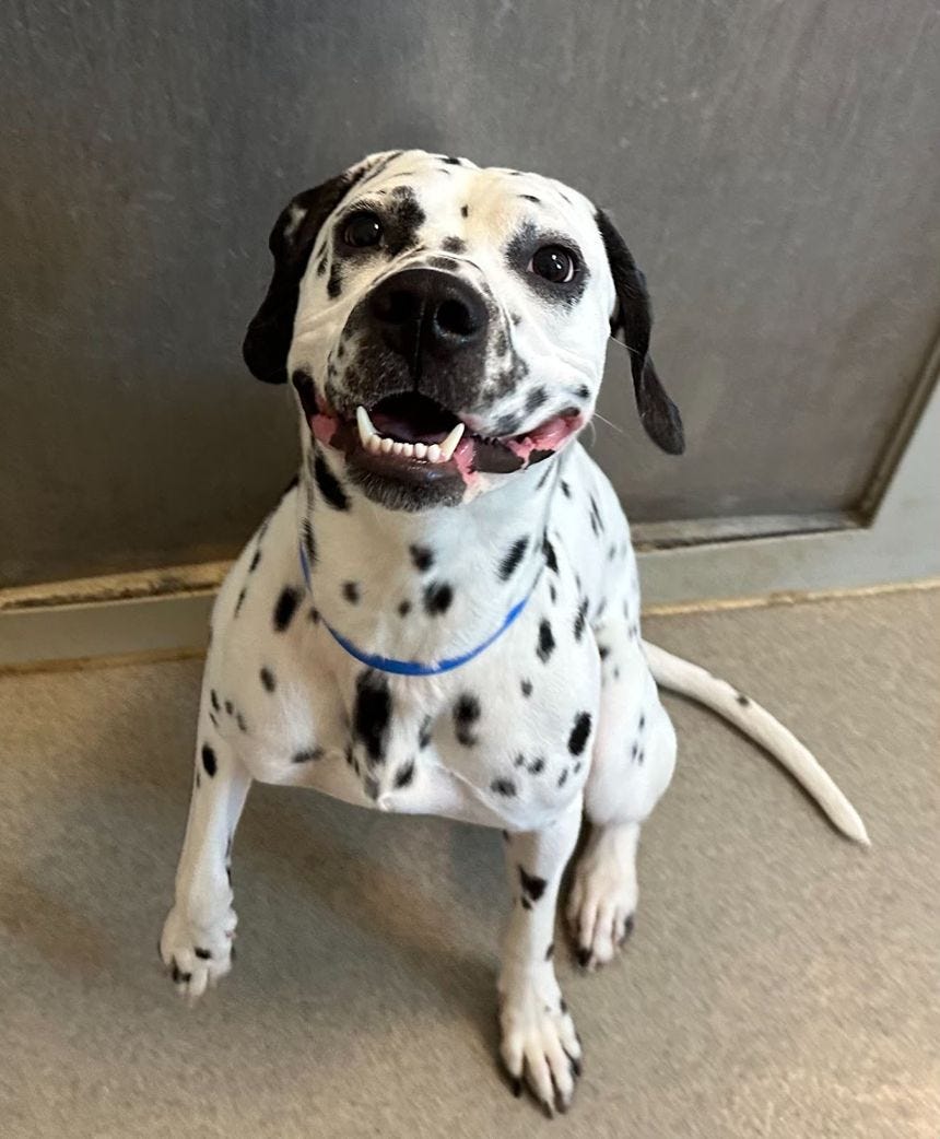 Dalmatian Pit Bull Mix