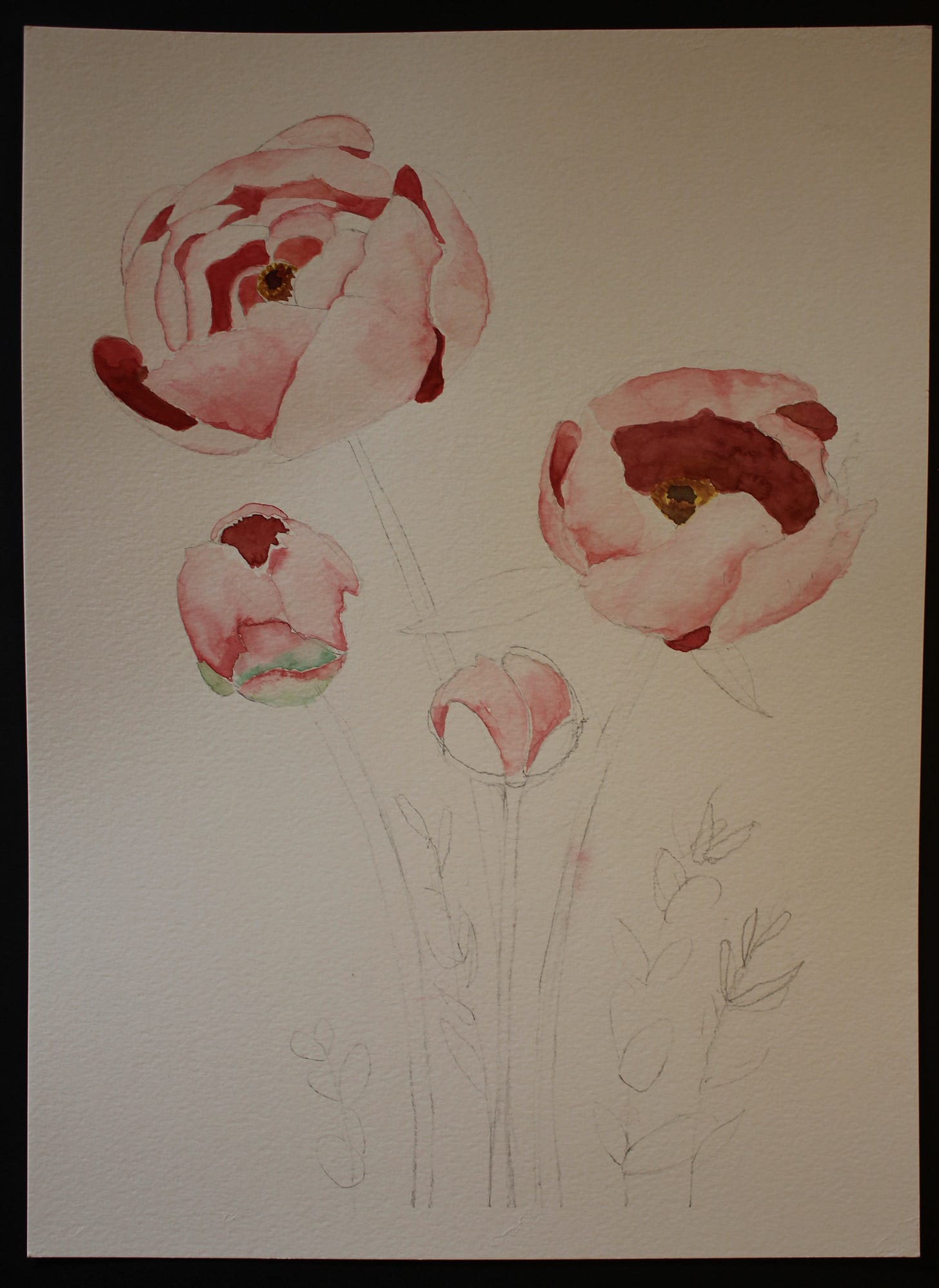 Watercolor painting of blooming pink peonies in progress, showing layered petals and pencil sketches of stems and leaves.