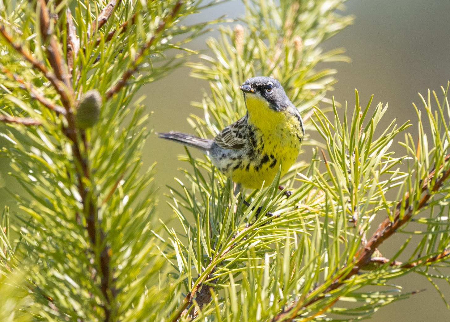 Yellow and grey songbird perches on a young pine Yellow and grey songbird perches on a young pine
