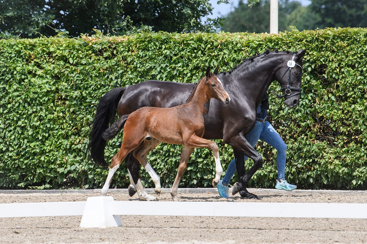 Promising Foals by Verbier and Seraphin Promising Foals by Verbier and Seraphin