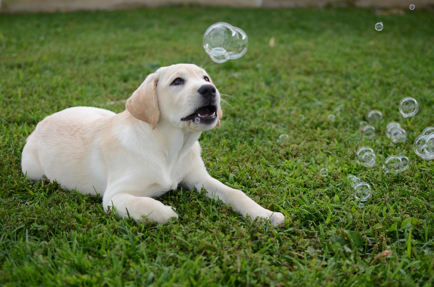 A yellow Labrador retriever puppy checks out some bubbles floating around her. 