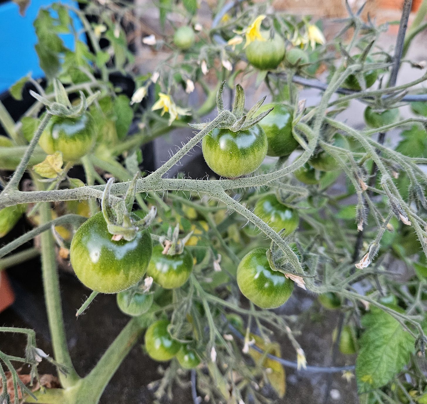 green cherry tomatoes on the vine
