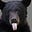 N Bear's avatar