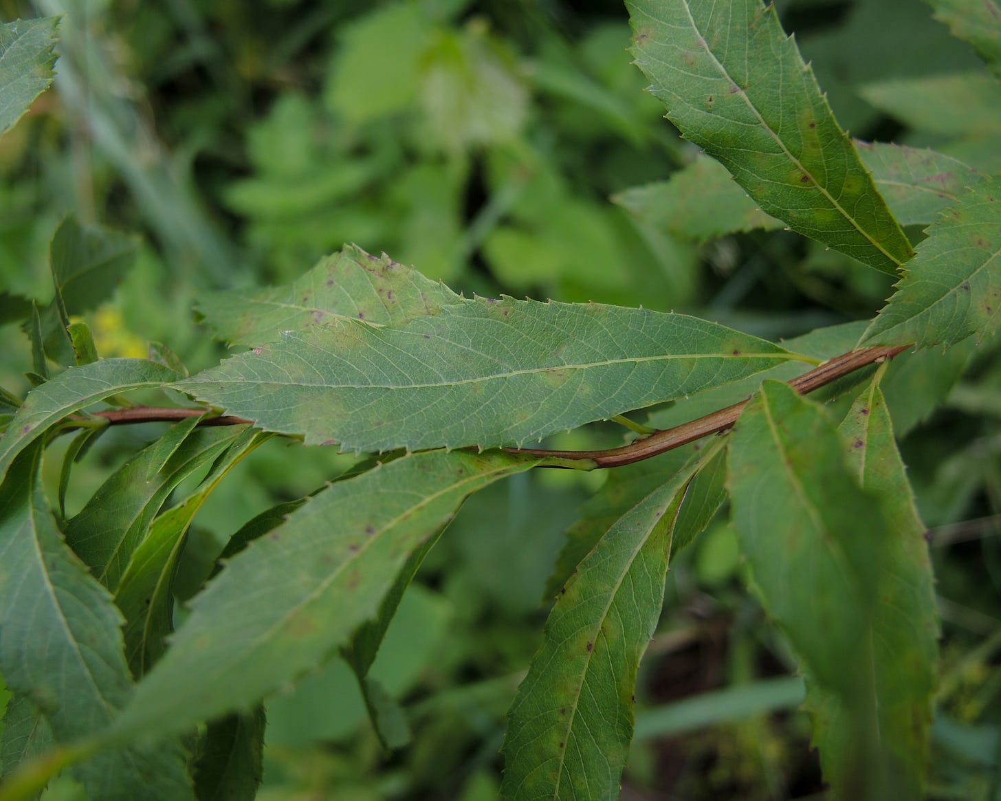Meadowsweeet leaves sprirea alba