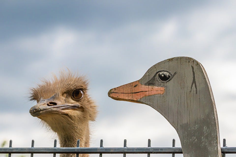 Bouquet, Animal, Bird, Nature, Sky, Fence, Wood Bird