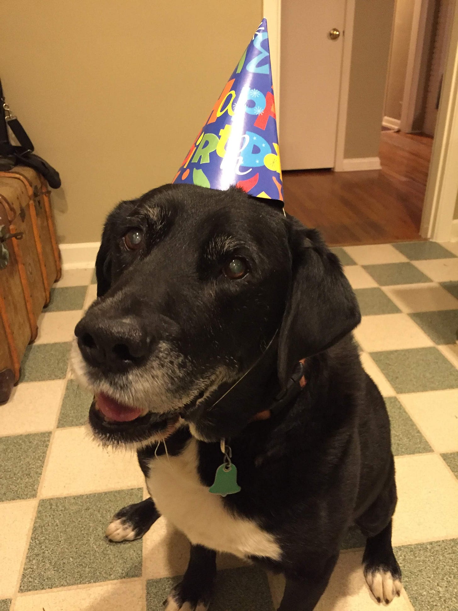 a picture of the same black dog as before, but this time he looks much older, with a white muzzle and eyebrows, as well as filmy cataracts over his eyes. He is wearing a child's pointy birthday party hat and sitting on the green and white checkered tile floor in a house a picture of the same black dog as before, but this time he looks much older, with a white muzzle and eyebrows, as well as filmy cataracts over his eyes. He is wearing a child's pointy birthday party hat and sitting on the green and white checkered tile floor in a house