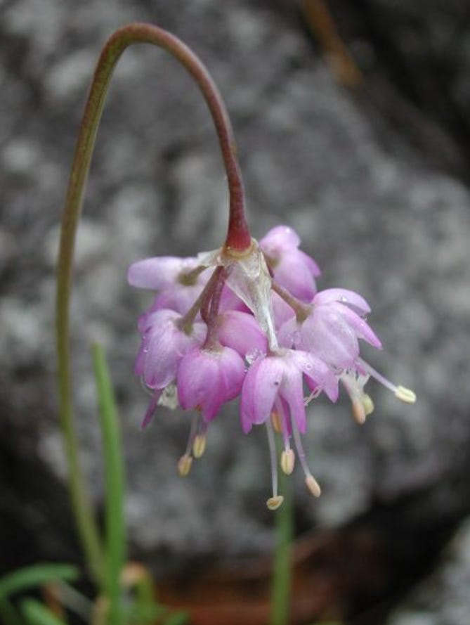 Nodding Onion. Photo by Gary Lewis.