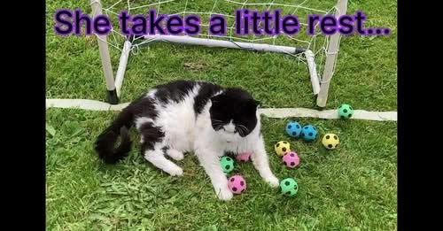 The Cat World Cup 2023 Match 3. Yum-Yum : Mabel