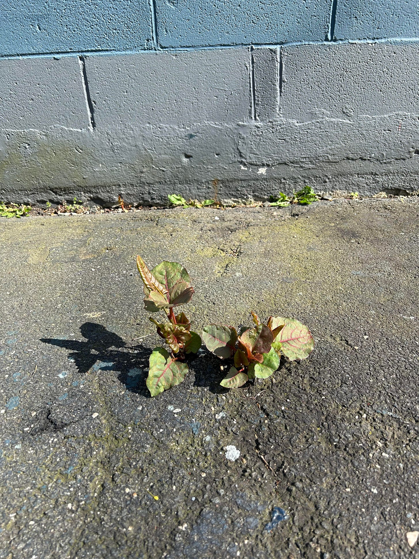 japanese knotweed in asphalt