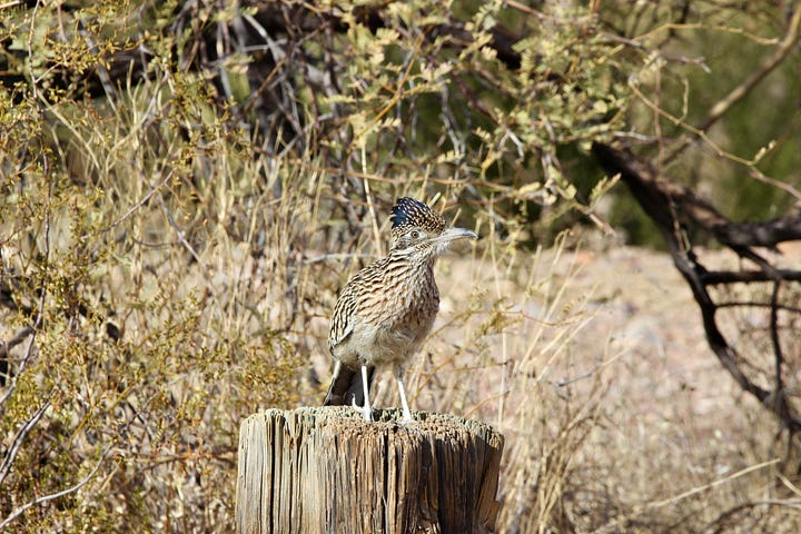 female phainopepla (on nest), me, female phainopepla, greater roadrunner, male northern cardinal, green heron