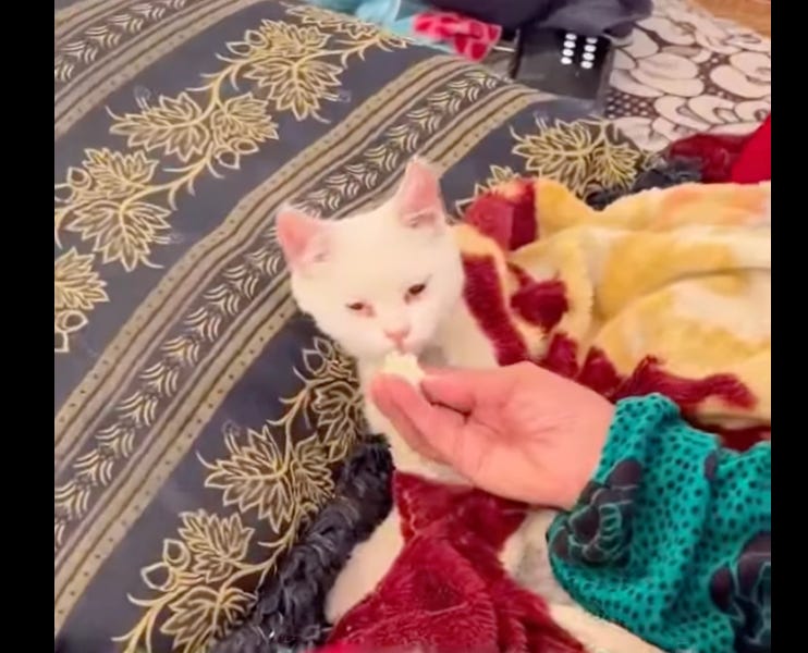 A Cat Named Abu al-Leil