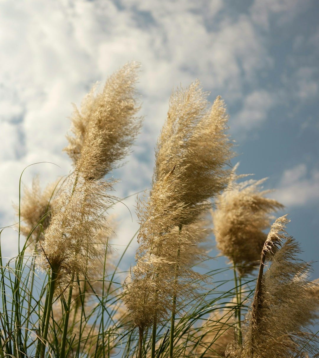 a bunch of tall grass blowing in the wind