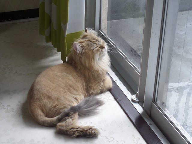 Tiny lion cat Tiny lion cat