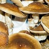 Welcome to Mushroomland