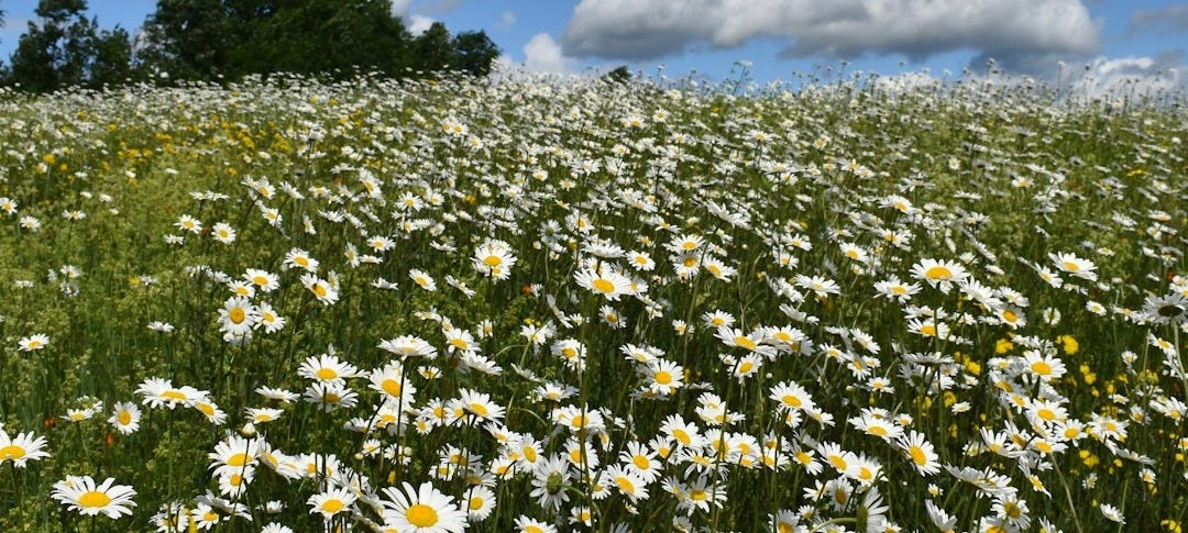 a field of daisies under a cloudy blue sky a field of daisies under a cloudy blue sky