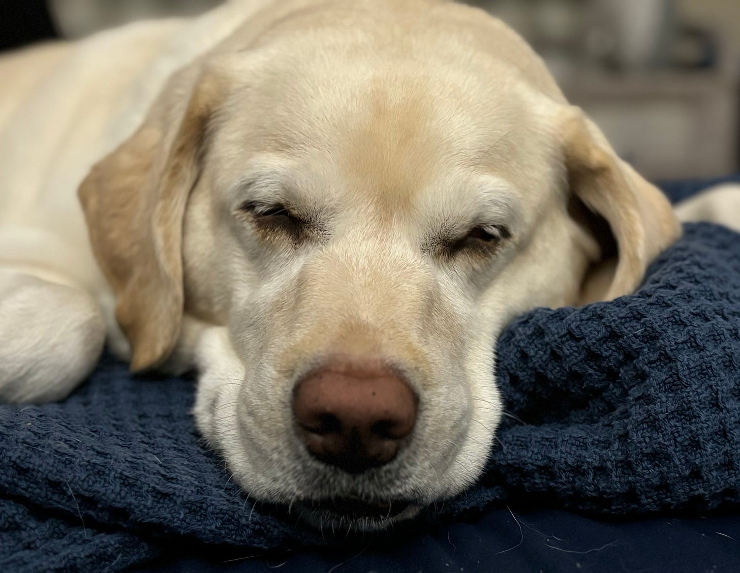 A yellow Labrador retriever closes her eyes and sleeps in bed. 