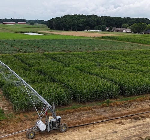 Corn Grain - UT Variety Trials