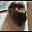 Antechinus's avatar