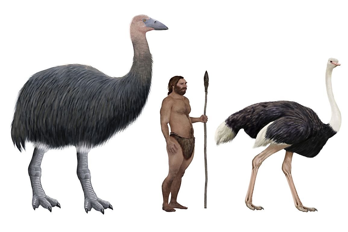 Elephant Bird Facts - Extinct Animals of the World - WorldAtlas Elephant Bird Facts - Extinct Animals of the World - WorldAtlas