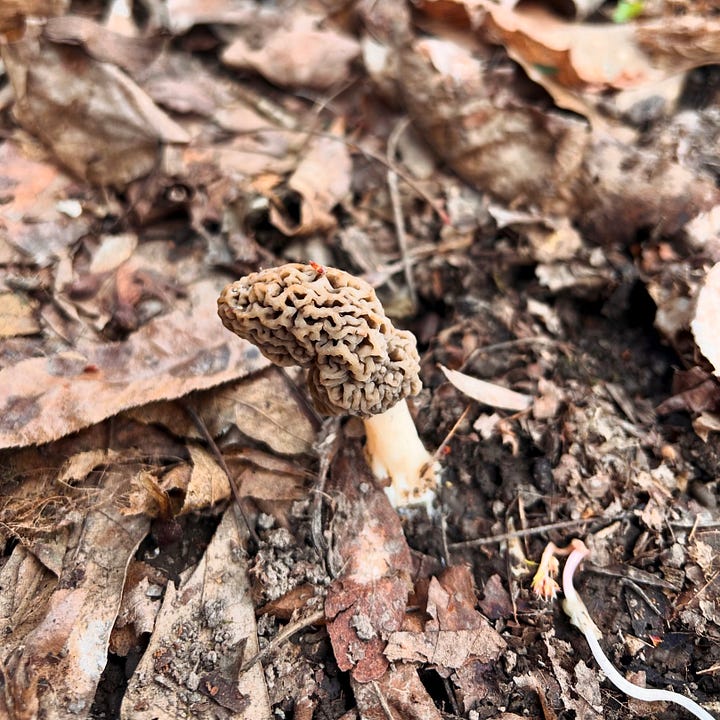 Two images of morel mushrooms. At left, a small beige-colored mushroom peeks up from the dirt, surrounded by leaves. It's almost entirely camouflaged. The second image shows 9 morel mushrooms on a tray, set on a patch of clover. Atop the tray is a blue measuring tape used to show off the size of Nicole's mushroom haul.