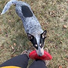 What it takes to fulfill Scout on days with lots of alone time