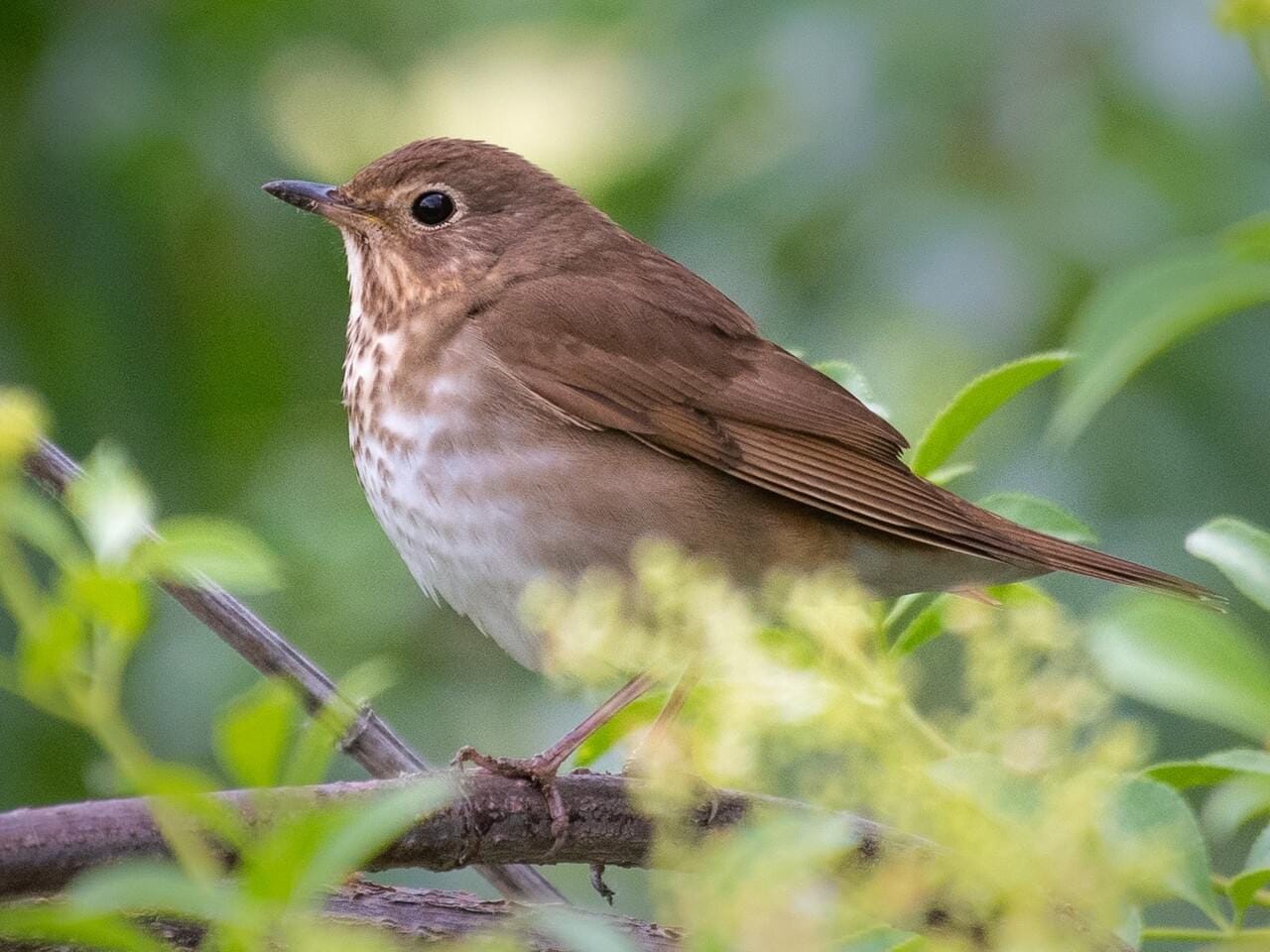 Swainson's Thrush Adult (Russet-backed)
