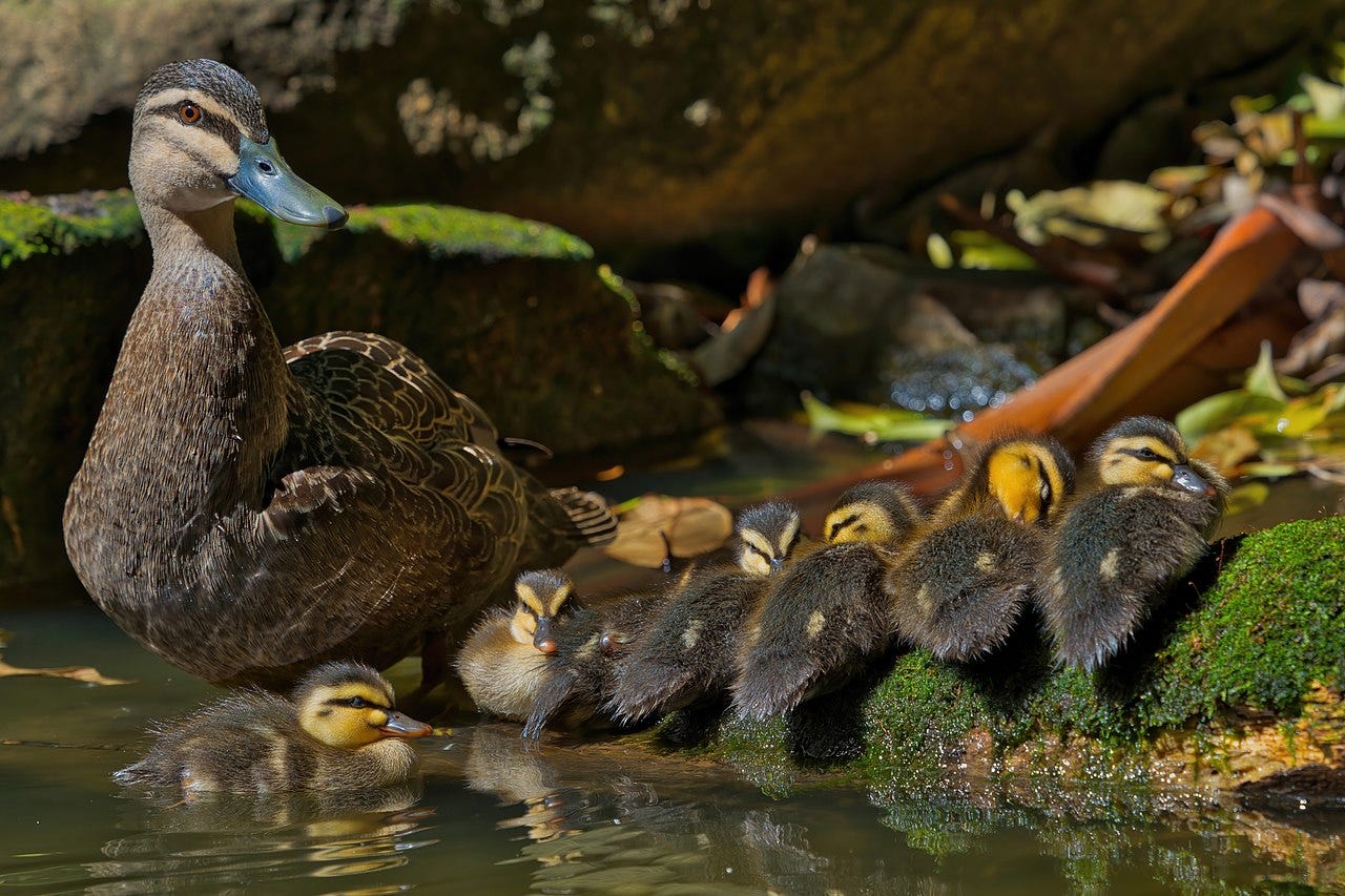 pacific black duck with ducklings