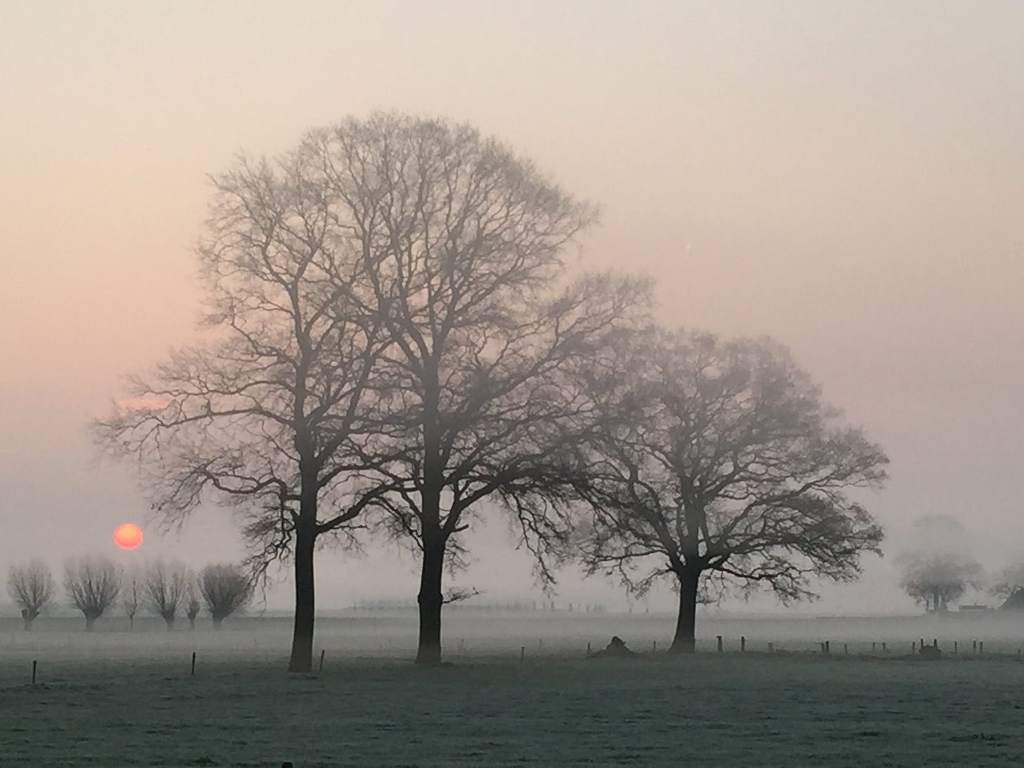 Photo of fog over a field.