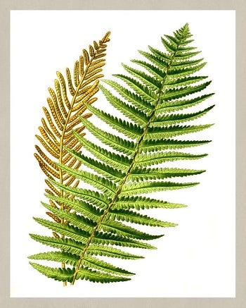 From the Spring Foraging Cookbook: Ostrich Fern&hellip; and maybe Bracken