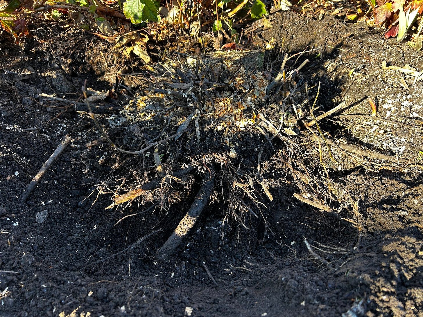 stump.JPG