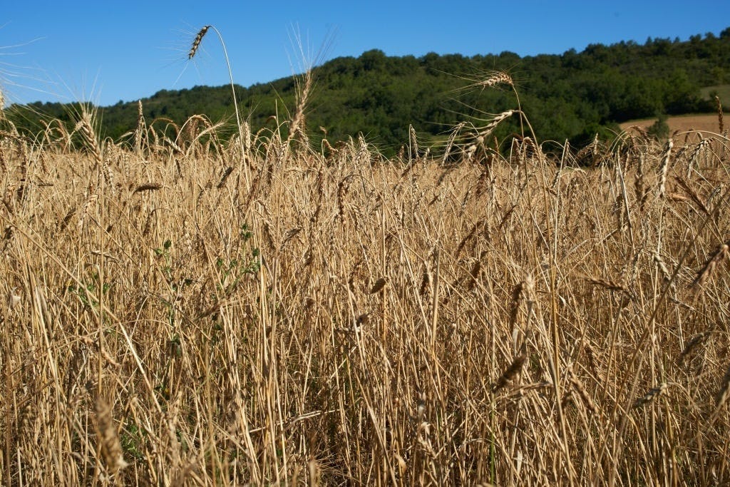 China Won’t Buy American Wheat