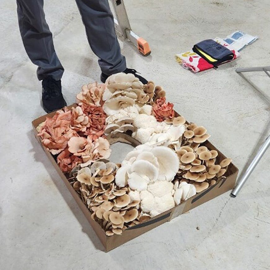 A box of mushrooms on the ground

Description automatically generated