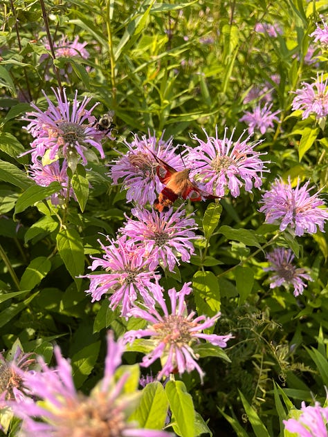 Six photos: one of a cockapoo walking through a field of wildflowers; some watercolour paints sitting by a window near a jug of flowers; a hummingbird moth visiting som bee balm; a rudimentary painting of a jar of jam and some blueberries; a person, barefoot, holding a mug of coffee, a dog leash around their neck; a book open in a lap, a dog sleeping on the couch beside them 